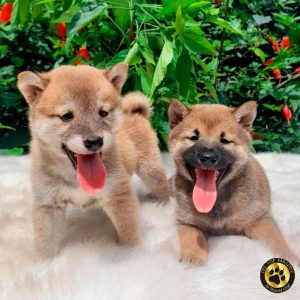 Cachorros-shiba-inu-pet-top-paradise-00-1 » Marketplace Colombia