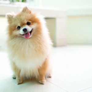 Criadero-pomerania-pet-top-paradise-01 » Marketplace Colombia