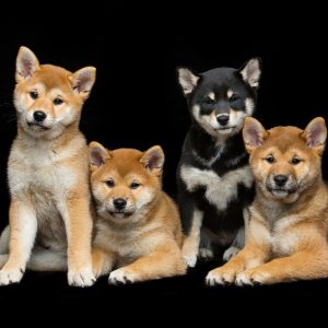 Criadero-shiba-inu-pet-top-paradise-01 » Marketplace Colombia