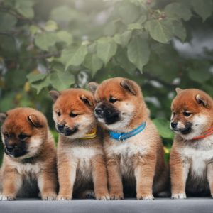 Criadero-shiba-inu-pet-top-paradise-04 » Marketplace Colombia