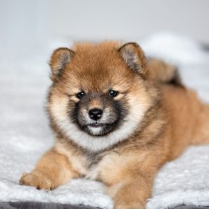 Criadero-shiba-inu-pet-top-paradise-2 » Marketplace Colombia