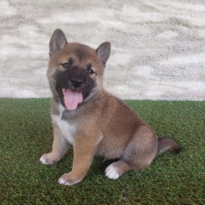 Raza-shiba-inu-pet-top-paradise-00 » Marketplace Colombia