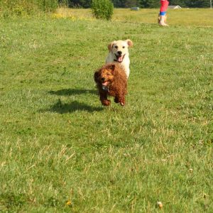 Servicio-de-hotel-canino-pet-top-paradise-02 » Marketplace Colombia