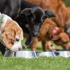 Servicio-de-hotel-canino-pet-top-paradise-03 » Marketplace Colombia