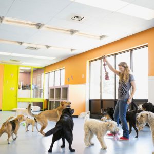 Servicio-de-hotel-canino-pet-top-paradise-04 » Marketplace Colombia