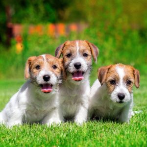 Cachorro-jack-rusell-terrier-pet-top-paradise-02 » Marketplace Colombia
