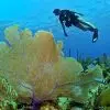Colombia Marketplace Buceo Normal Con Tanque Gold Travel Colombia 000