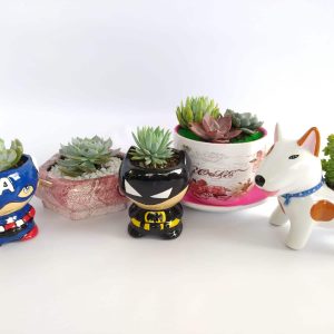 Suculentas y Terrarios