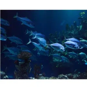 Tour-acuario-playa-blanca-gold-travel-colombia-001jpg » Marketplace Colombia
