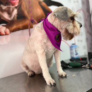 4 Grooming Mascotas (2) » Marketplace Colombia