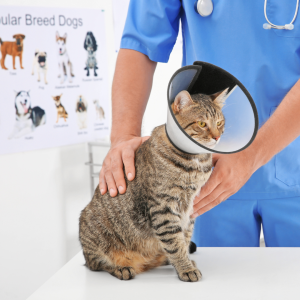7 Hospital Veterinario » Marketplace Colombia