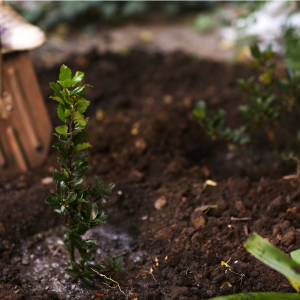 Actividades De Plantación De Árboles Bauen Project 00 » Marketplace Colombia