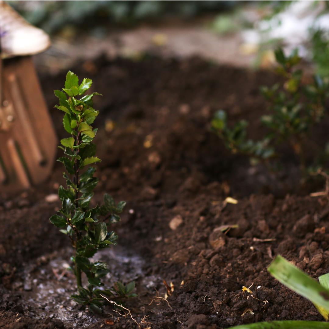 Actividades De Plantación De Árboles Bauen Project 00 » Marketplace Colombia