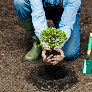 Actividades De Plantación De Árboles Bauen Project 01 » Marketplace Colombia