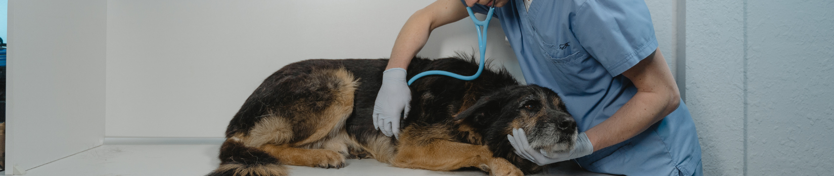 Clínica Veterinaria el Sol