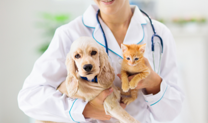 Clínica Veterinaria el Sol