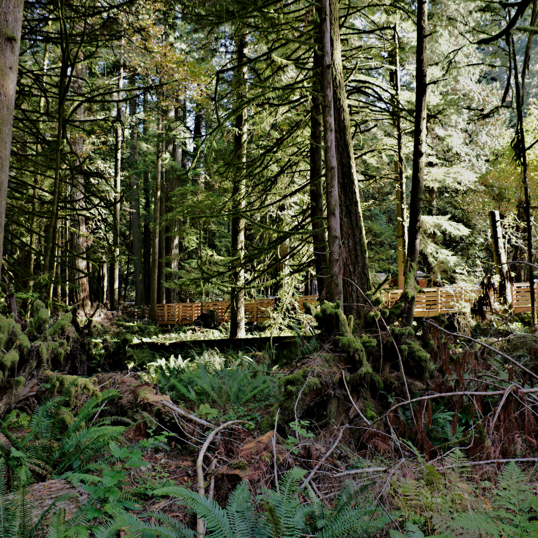 Monitoreo De Biodiversidad Bauen Project 01