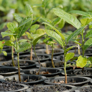 Proyectos De Reforestación Bauen Project 00 » Marketplace Colombia
