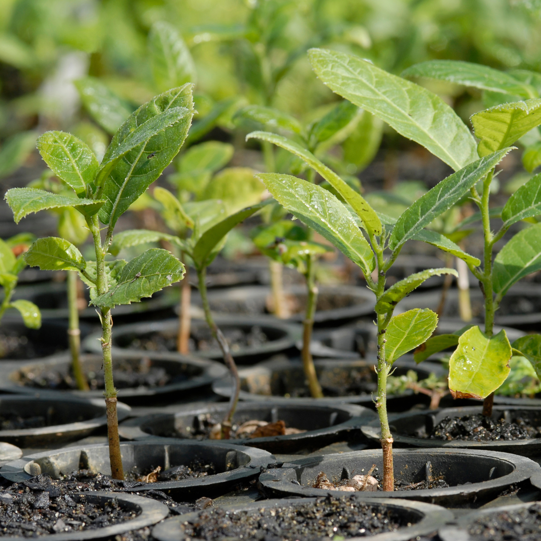Proyectos De Reforestación Bauen Project 00 » Marketplace Colombia