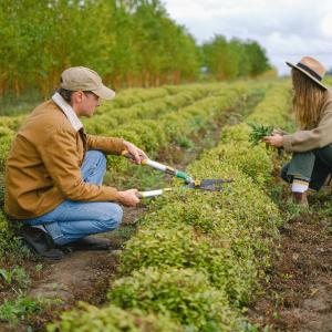 Proyectos De Reforestación Bauen Project 01 » Marketplace Colombia