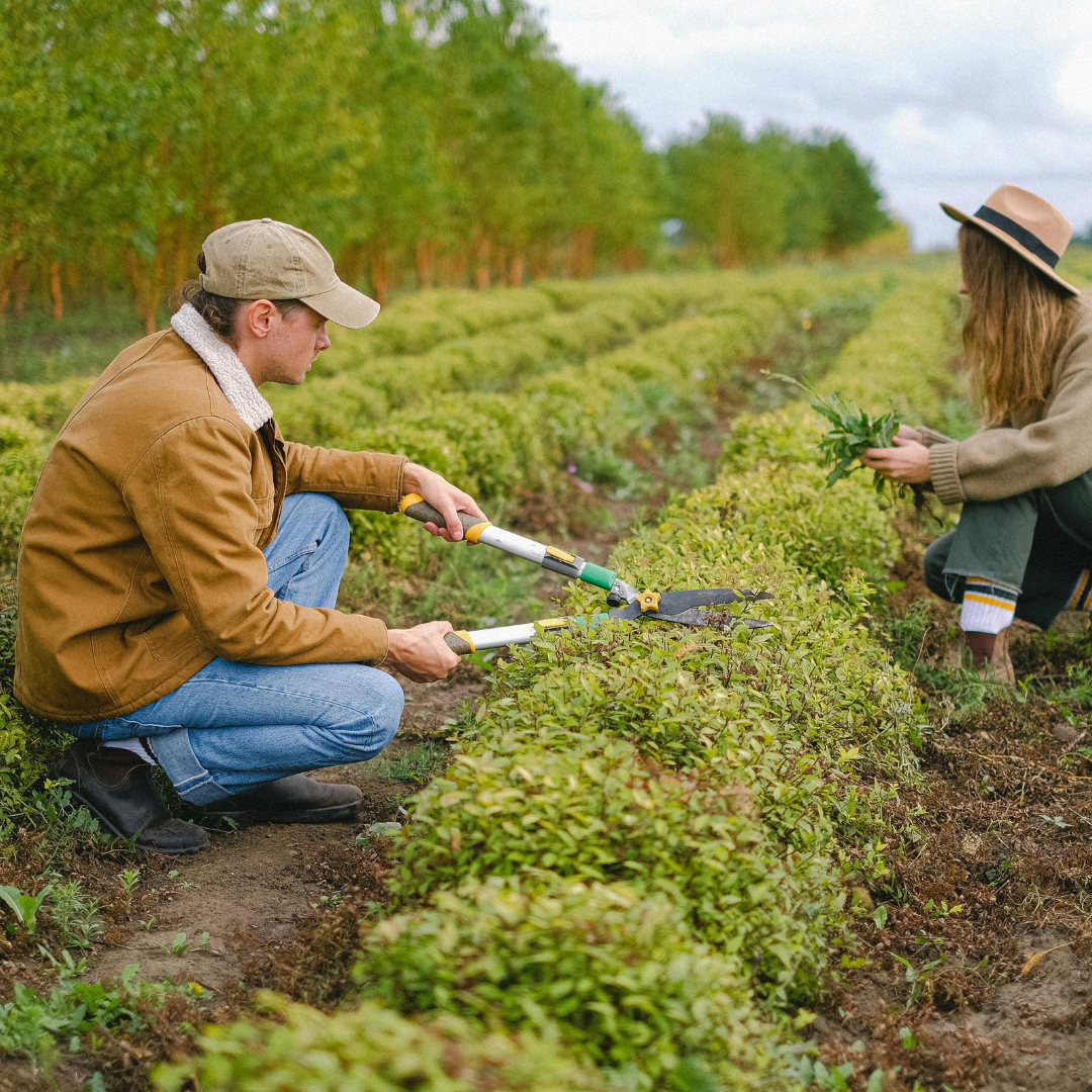 Proyectos De Reforestación Bauen Project 01 » Marketplace Colombia