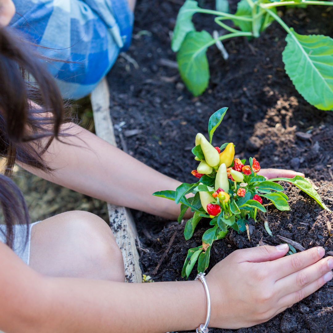 Siembras Participativas Bauen Project » Marketplace Colombia
