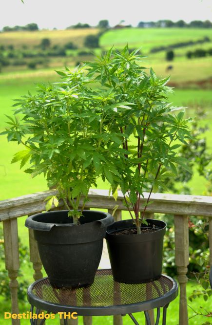 Colombia Marketplace Thc destilados colombia