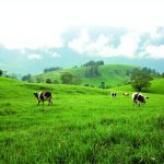 Colombia Marketplace Alpina featured
