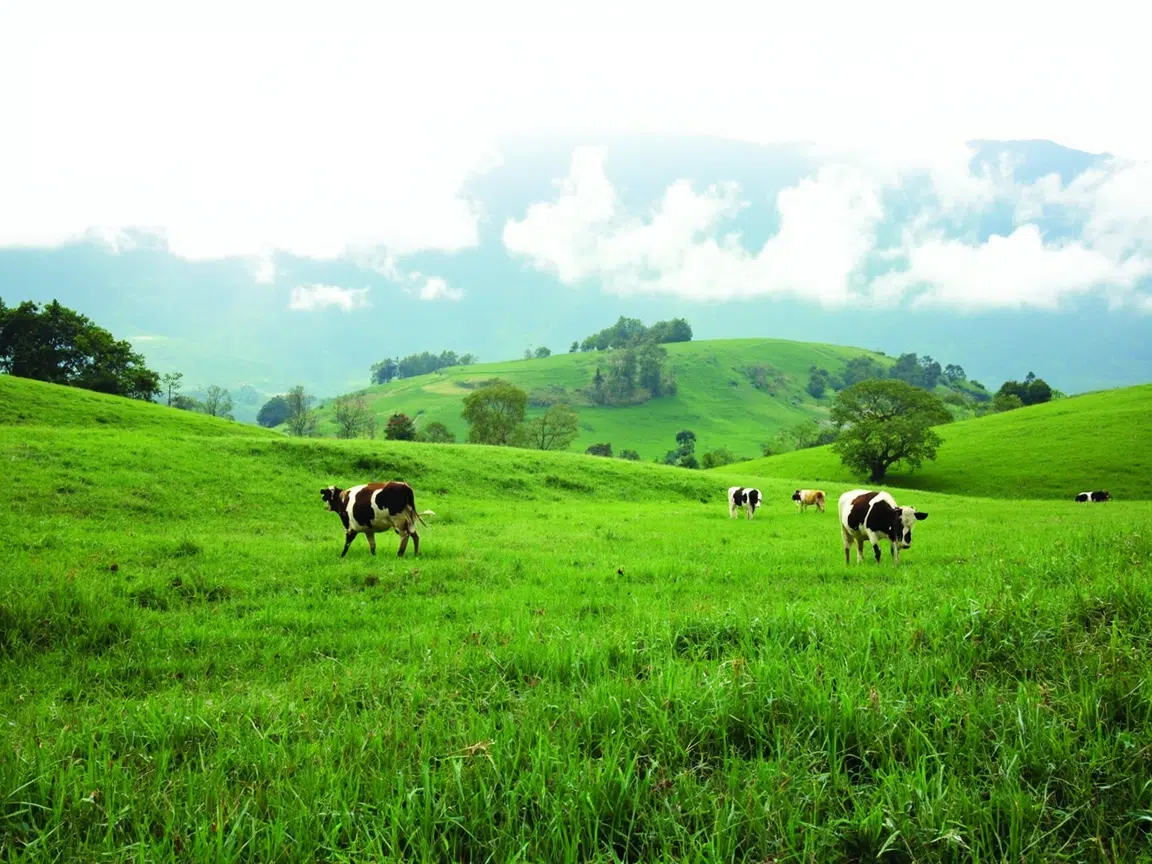 Colombia Marketplace Alpina Featured » Marketplace Colombia Colombia Marketplace Alpina Featured