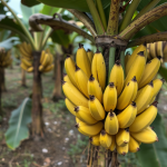 Colombia Marketplace Banadise