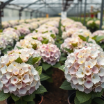 Colombia Marketplace Flores balverde hydrangeas