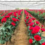 Colombia Marketplace Sanjose roses