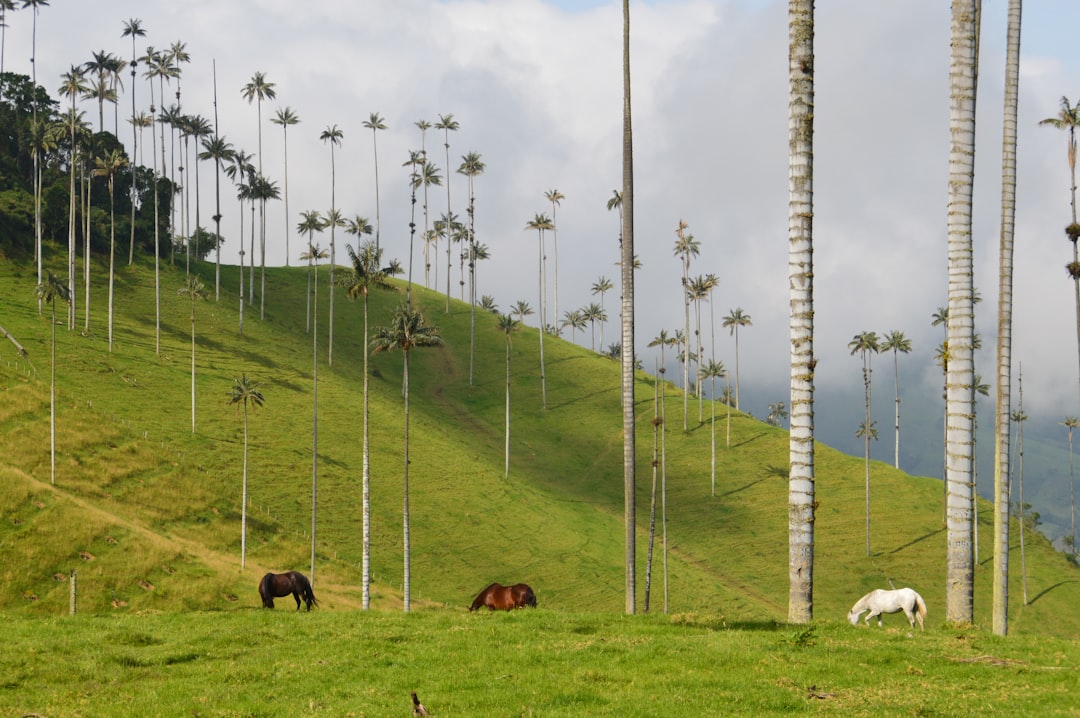 Colombia Marketplace Ecuestre