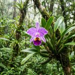 Flor de orquídea Cattleya Trianae violeta y blanca en bosque nuboso