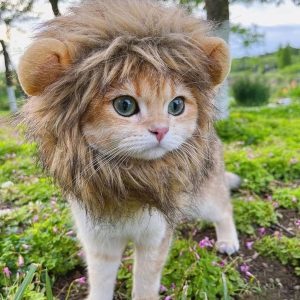 Cat wearing a fluffy lion mane costume standing in a garden with pink flowers nearby.
