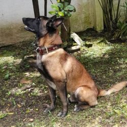 Kafir-Pastor-Belga-Perro-Rico-Perro-Pobre-Colombia.jpg