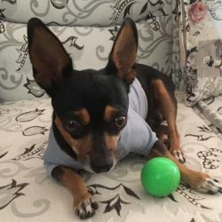 Perro-Renato-Perro-Rico-Perro-Pobre-Colombia.jpg
