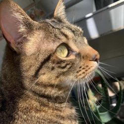 Tigre-Bicho-Sandoval-Gato-Donador.jpg
