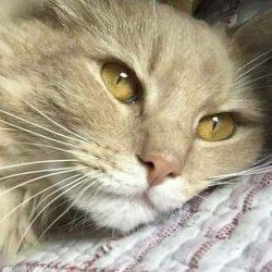 Zah-Gato-Persa-Angora.jpg